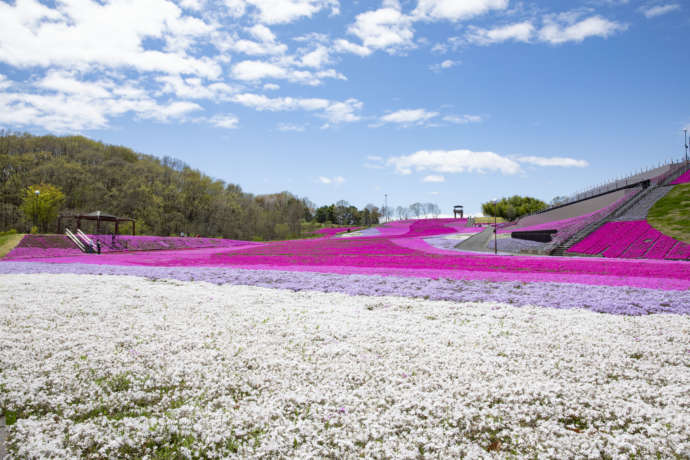 市貝町の芝ざくら公園の様子