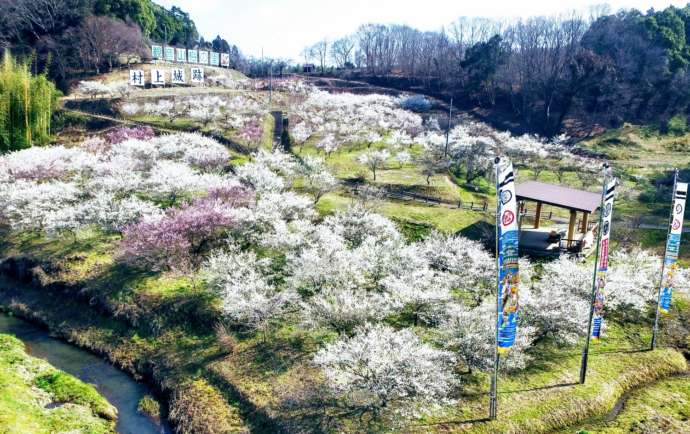 「観音山梅の里 梅園」の様子