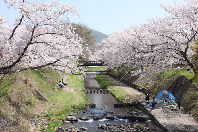 京都府井手町の玉川堤の桜並木