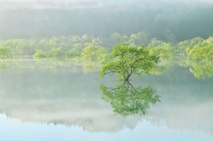 白川湖の水没林