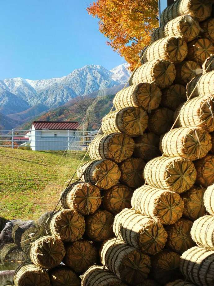 飯島町で作られているお米