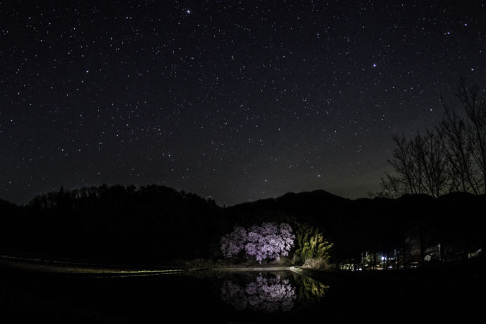 夜、田んぼに映った逆さ桜と星空