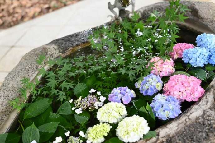 井伊谷宮の6月の花手水