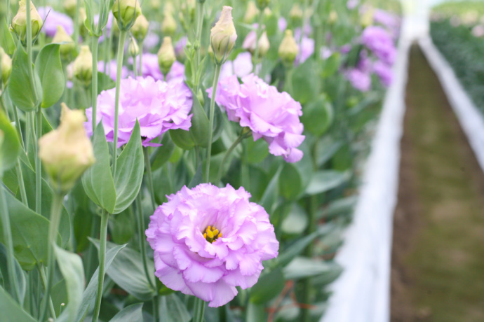 飯舘村に咲く花卉