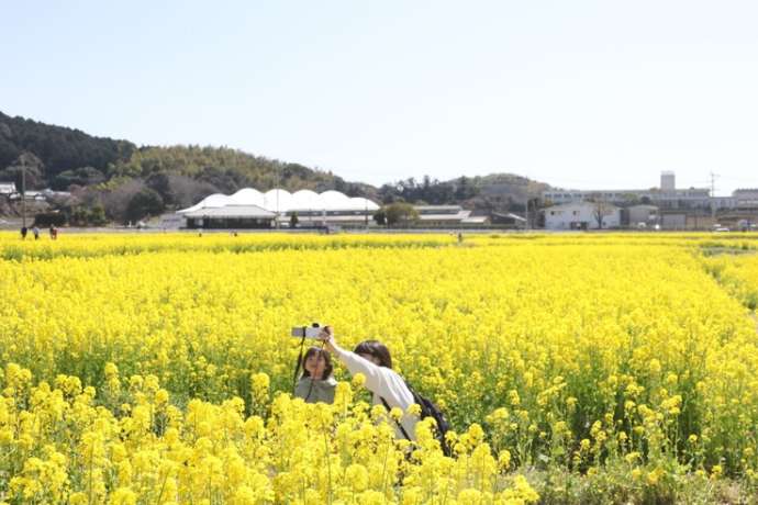 古賀市の菜の花畑