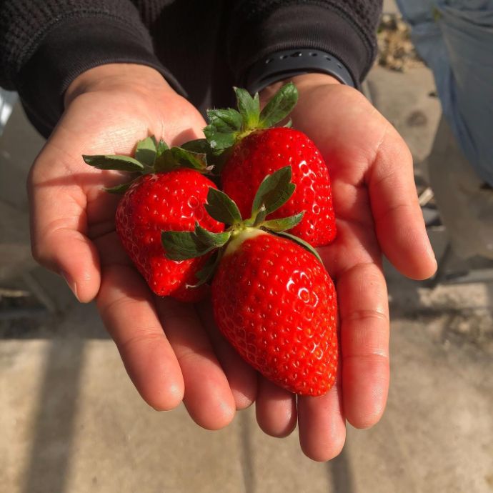 手のひらに乗る池いちご園の苺