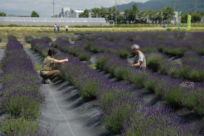 長野県池田町のラベンダー摘み取り体験