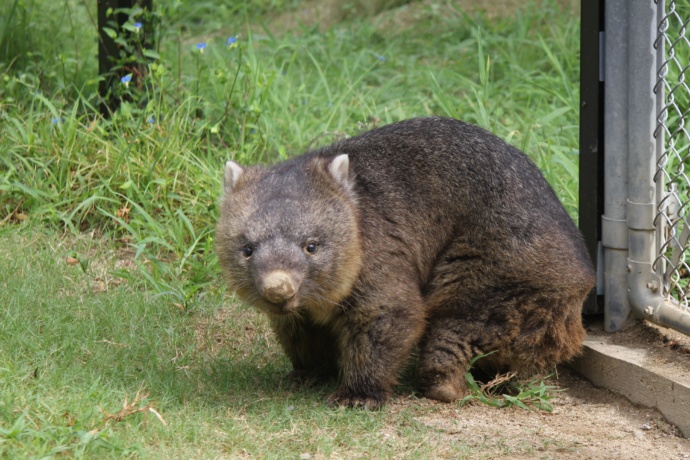 五月山動物園で暮らすウォンバットの「ワイン」