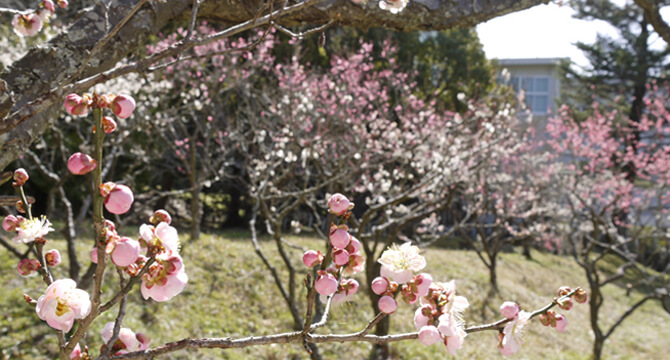 生身天満宮の梅の開花
