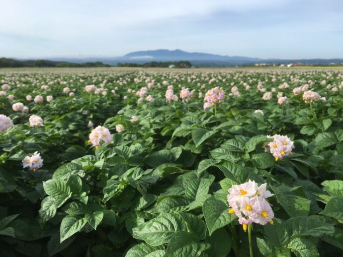 今金町で育てらてれいる「今金男しゃく」の花