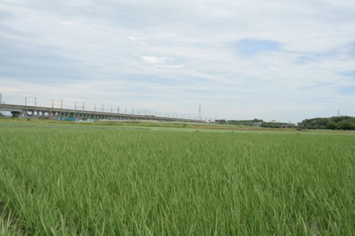 伊奈町に広がる田園風景