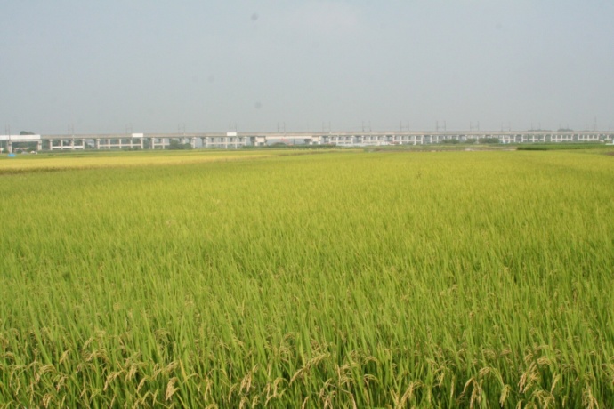 新幹線と田園風景