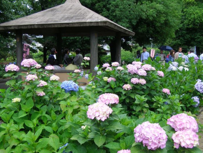 性海寺歴史公園の稲沢あじさいまつり