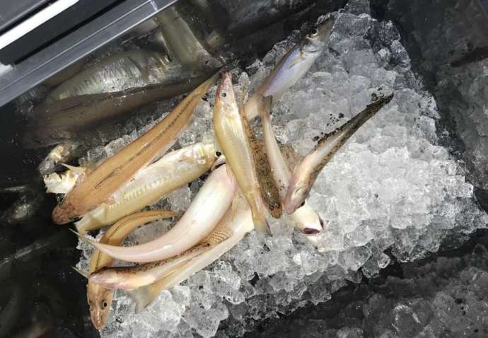 みくに隠居処の海釣り体験教室で釣れた魚