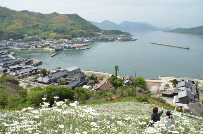 除虫菊畑で記念撮影を楽しむ人々