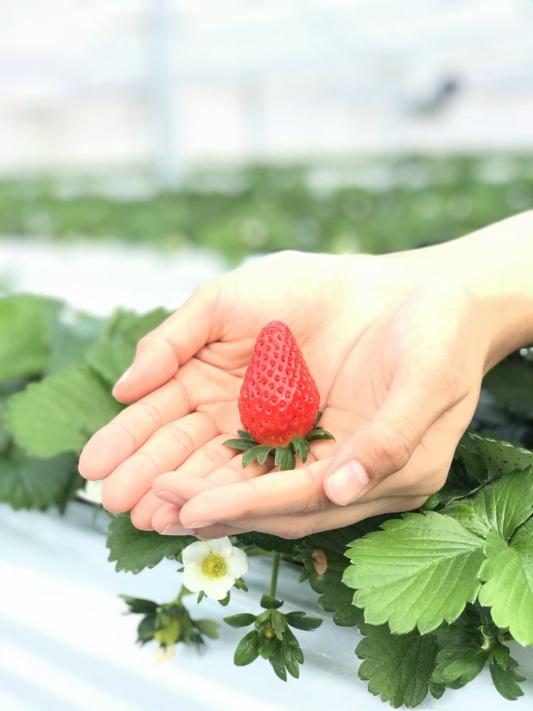 いのさん農園のいちご狩り・ブルーベリー狩りについて