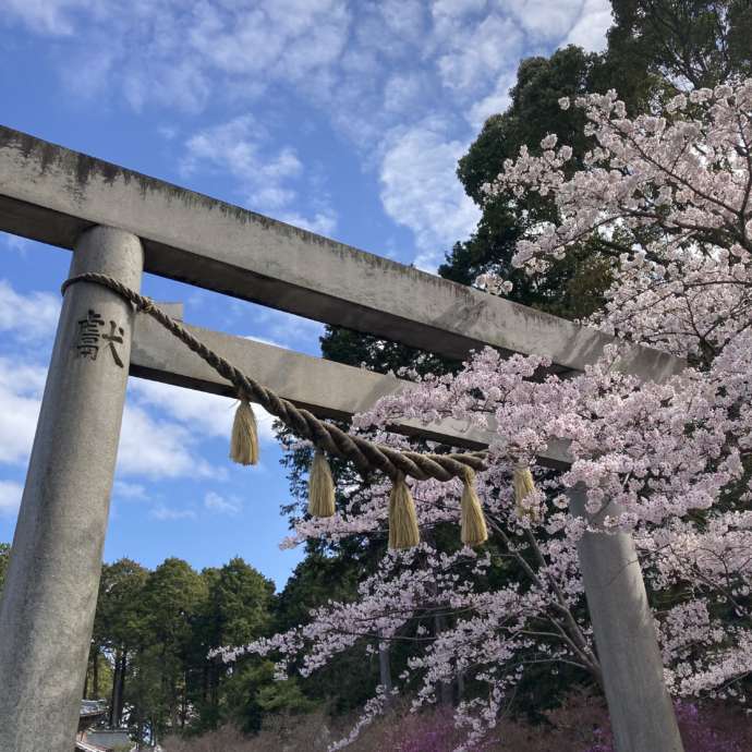 伊奈冨神社の鳥居と桜