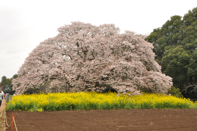 吉高の大桜