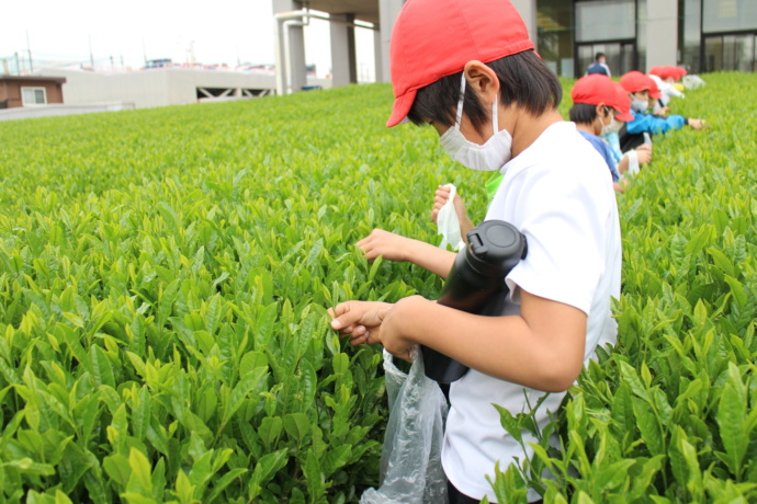 入間市の小学校での茶摘み体験