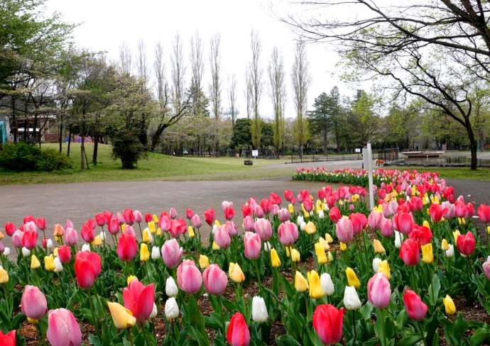 彩の森入間公園の風景