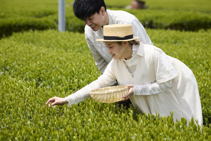 茶畑テラス茶の輪で茶摘みを楽しむカップル