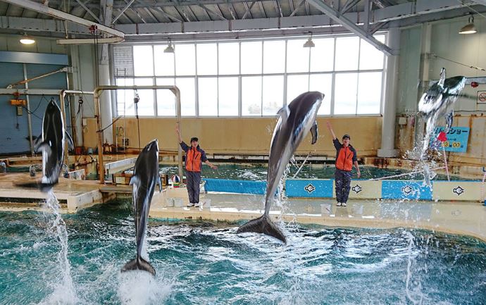 のとじま水族館イルカショー