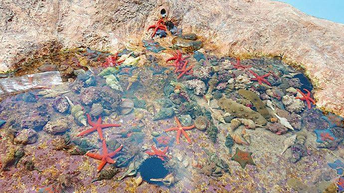 のとじま水族館ふれあい水槽