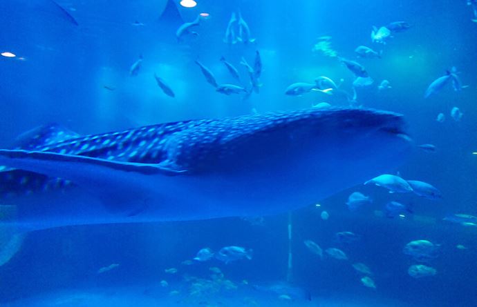 のとじま水族館ジンベエザメ