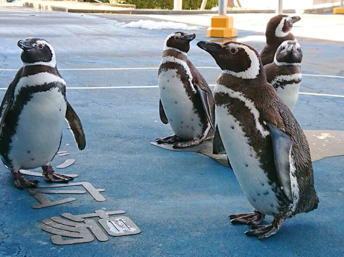 のとじま水族館ぺんぎんお散歩