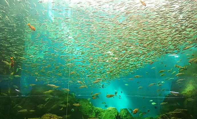 のとじま水族館イワシのビッグウェーブ