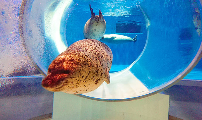 のとじま水族館アザラシ万華鏡