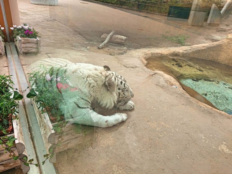 いしかわ動物園のホワイトタイガー