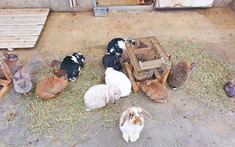 いしかわ動物園のうさぎ