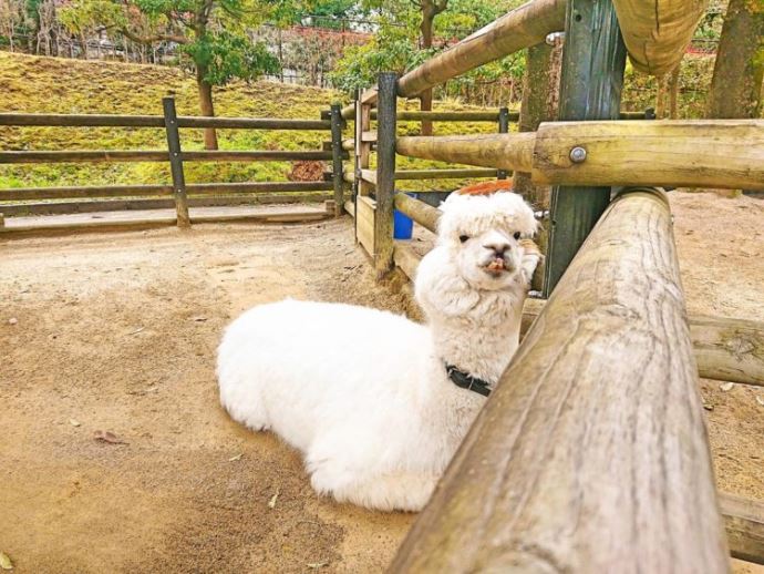 いしかわ動物園のアルパカ