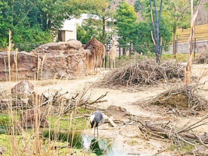 いしかわ動物園のキリン、しまうま、ツル