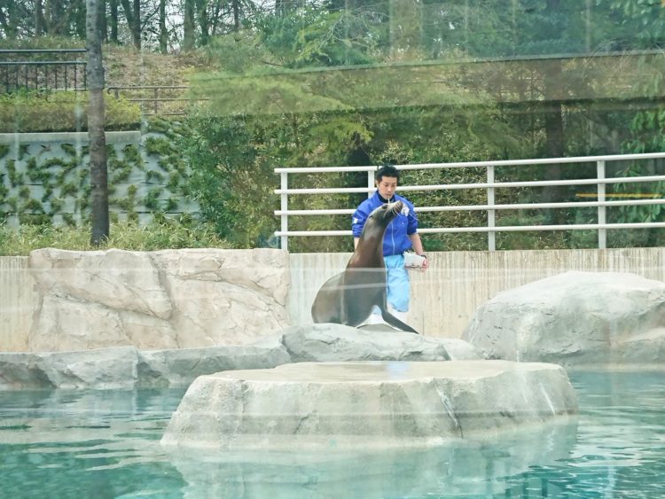 いしかわ動物園のアシカお食事タイム