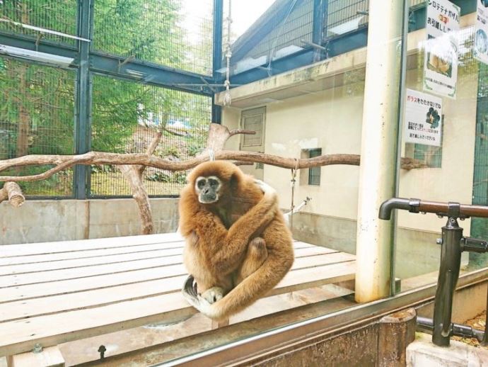 いしかわ動物園のさるたちの森