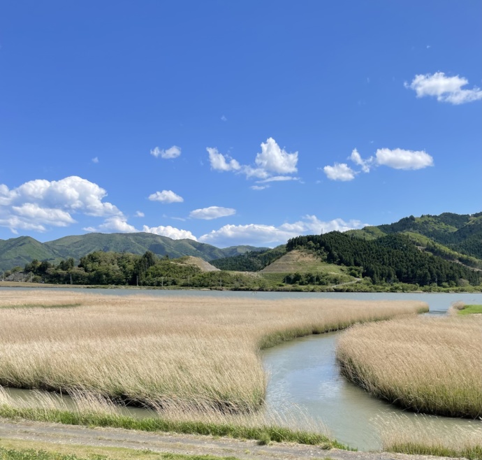 北上川のヨシ原の風景その1