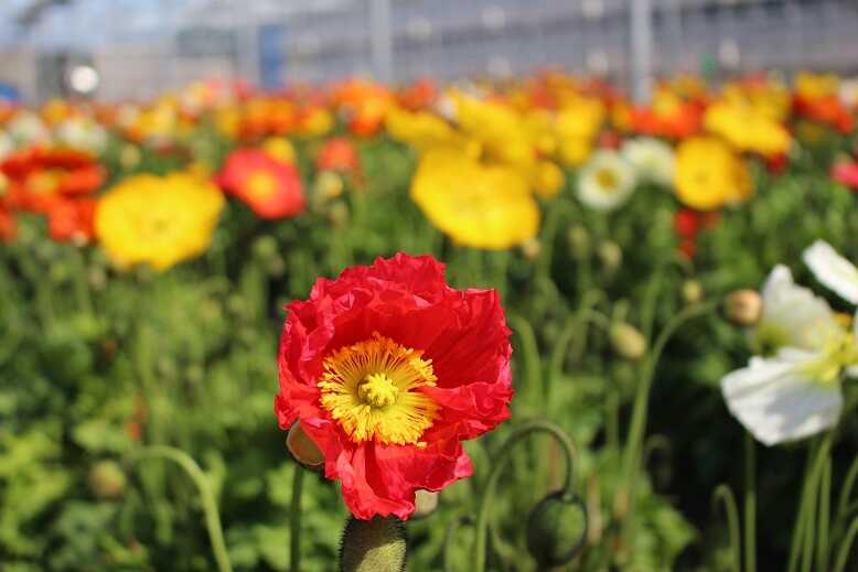 磯山観光いちご園で体験できるポピーのお花摘み