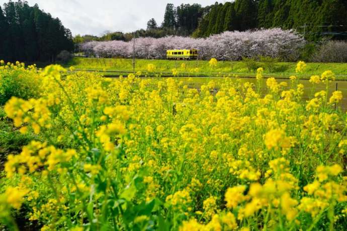 菜の花畑と桜並木の中を走るいすみ鉄道の列車