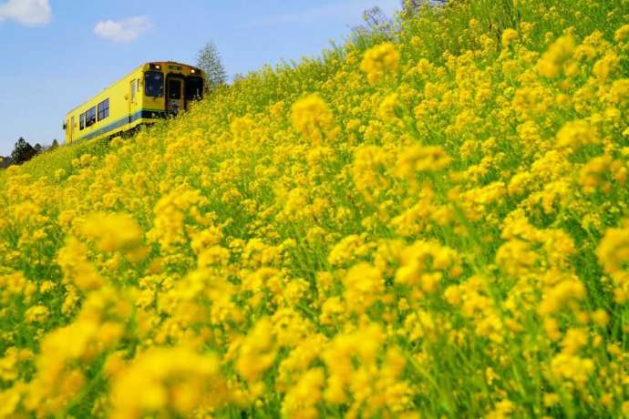 国吉駅と上総中川駅間にある菜の花畑の様子