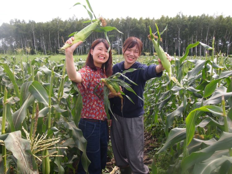 いただきますカンパニー8月下旬からのとうきびピクニックの様子