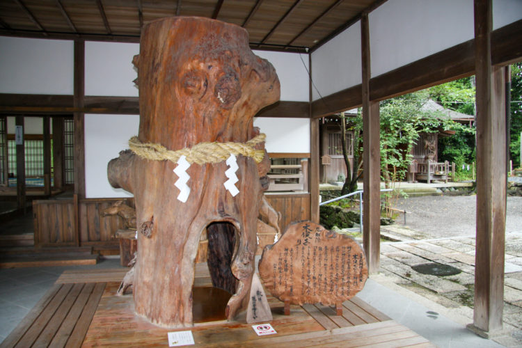 伊太祁曽神社の厄難除け木の俣くぐり