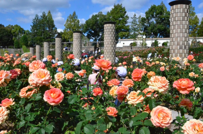 荒牧バラ公園の風景その3