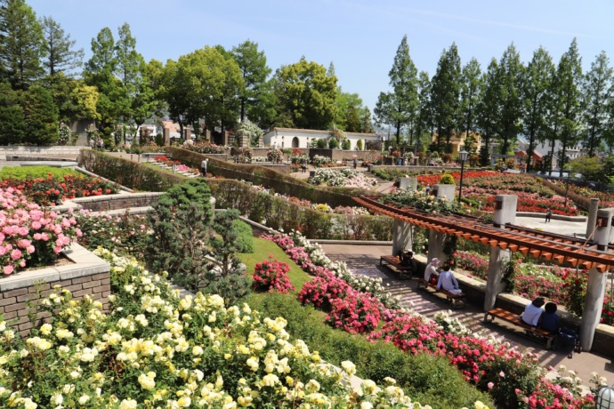 荒牧バラ公園の風景その1