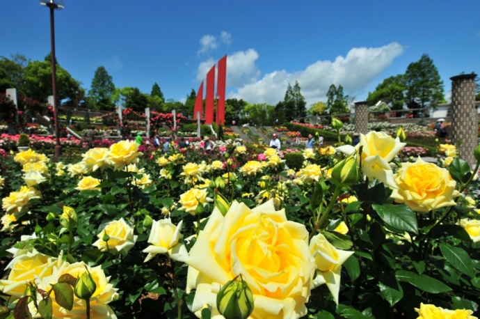 荒牧バラ公園に咲く天津乙女