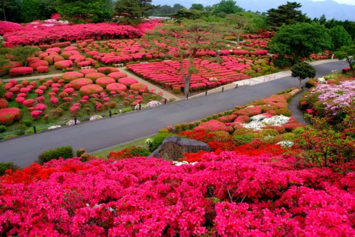 小室山公園のつつじ