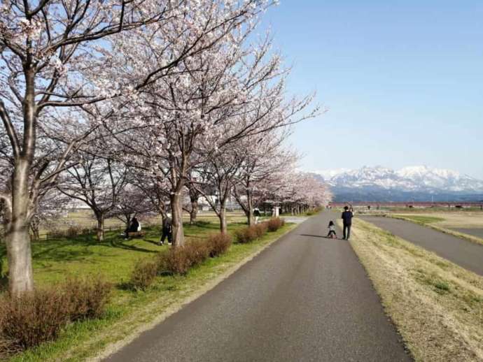 糸魚川市の春の様子