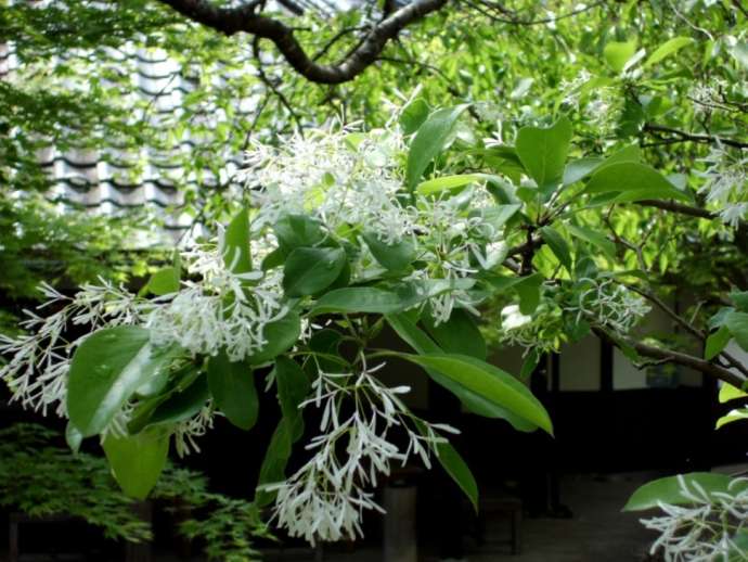 「若州一滴文庫」の敷地内で育つ植物たち