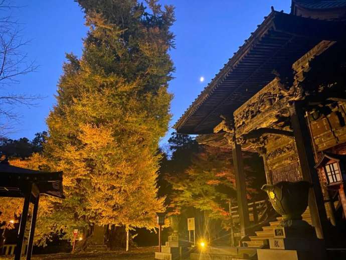 「岩殿観音 正法寺」の大銀杏ライトアップ